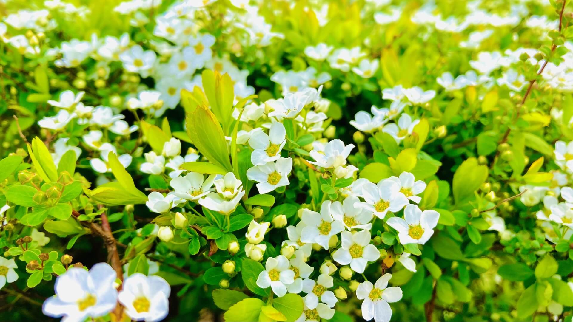 バコパエキスの由来：植物の起源と歴史