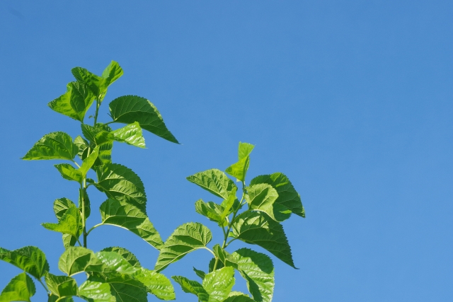 桑の葉サプリメントの特徴と選び方のポイント