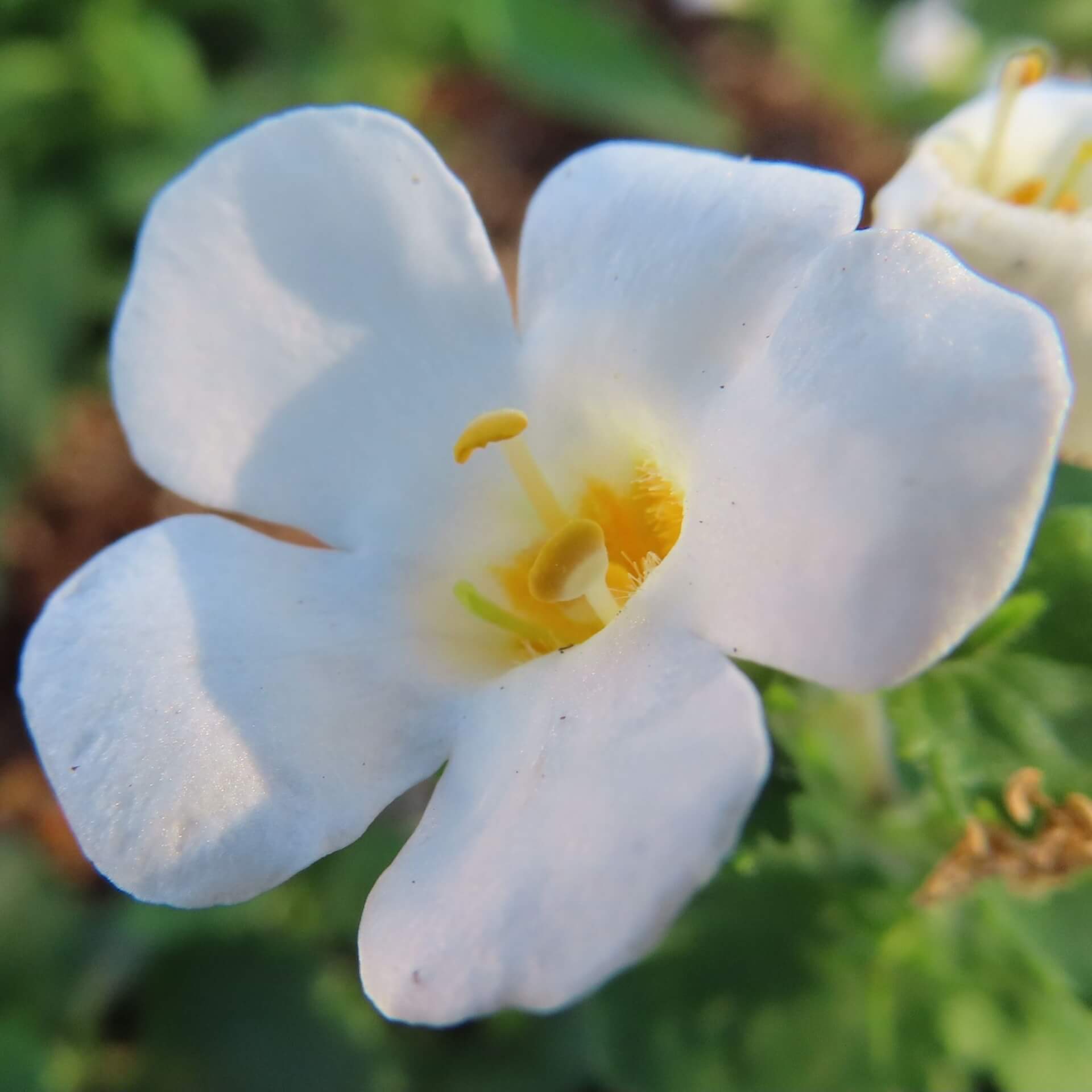 バコパエキスの特徴：自然の恵みと歴史的背景