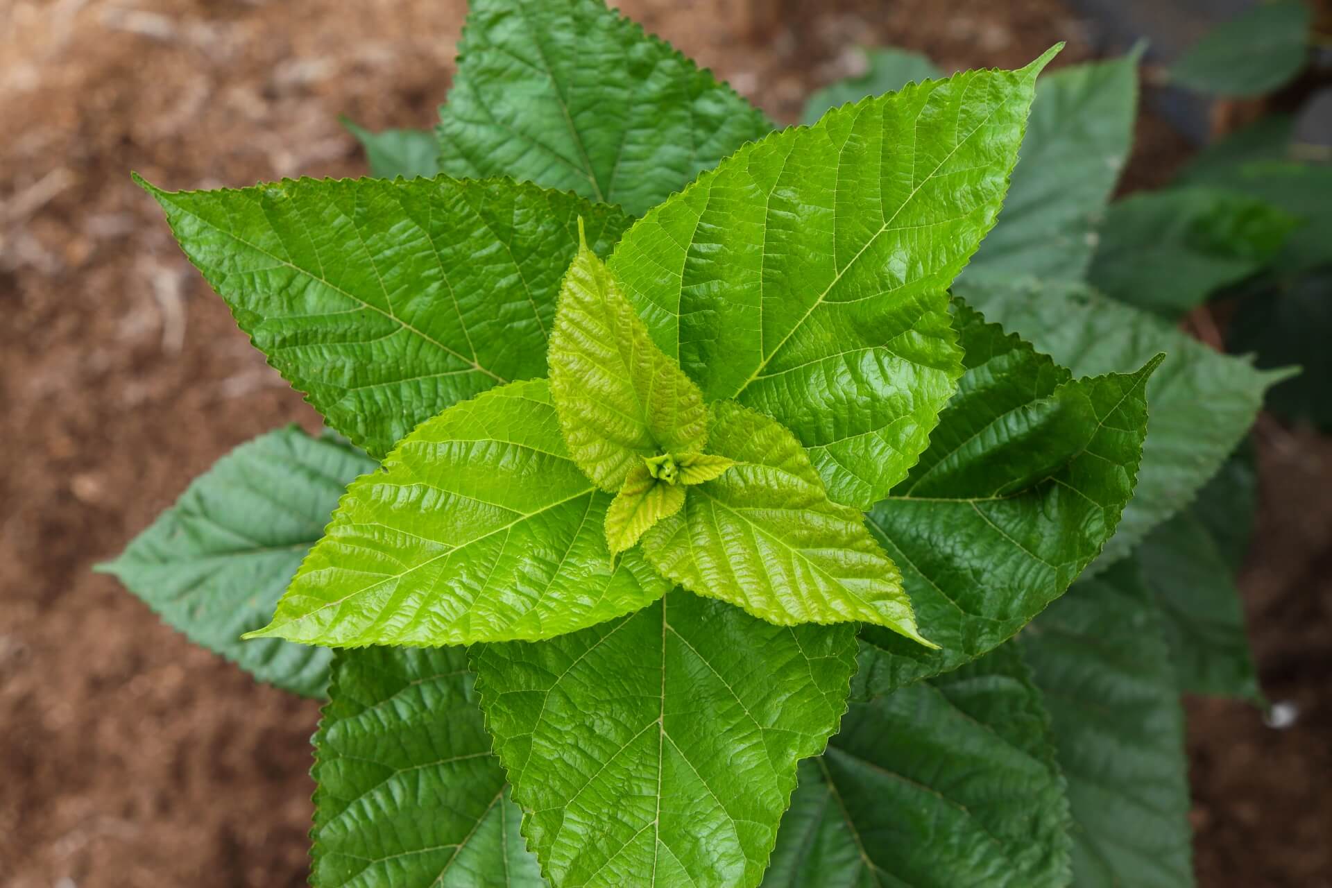 桑の葉の主要成分を知ろう